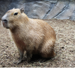 Capybara friend group!