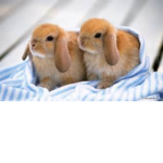 Bunny Lovers! :3