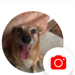 Roxy dog