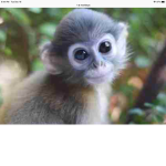 king monkeys