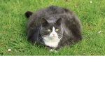 big cats incorporated