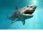 the sharkcoolh group