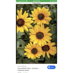 Kassy sunflower YT