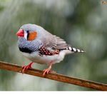 Bird Lovers *******
