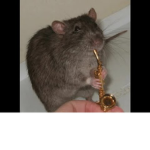 leader of rats