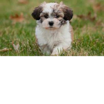 Checkymonkeyengine19 has a dog