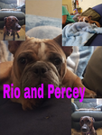 The Animal Lovers 4 Life