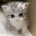 Dollsour!