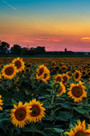 Sunflower Studio
