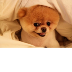 PUPPY FAM (Anyone can join even if you hate puppie