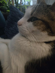 The cutie cat artists