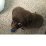 Puppy yum