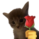 Kitty Community :3
