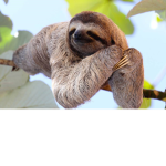 Sloth's