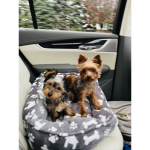 puppy group no cats