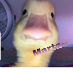 Mipiacela_patata0