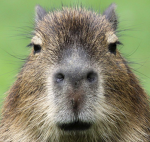 !Capybara Studios!
