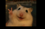CUTE HAPPY HAMSTER