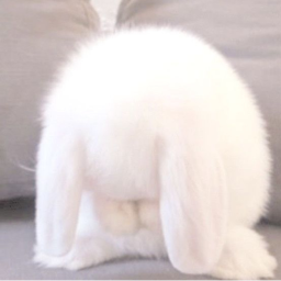 ⪩⪨