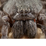 Spiders United!