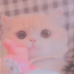 。petals 。