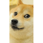 Doge doge revolutionary