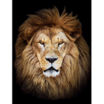 From in The Lion's Den
