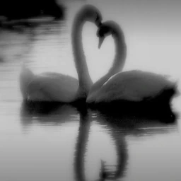 ˚⋆𐙚｡⋆.˚🦢⋆˚ icon