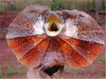 I Love Lizards