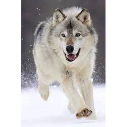 Happy Wolfy City icon
