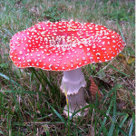 #TheMushroom