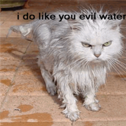 another funny cat Roblox decal