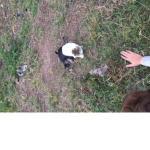 Kitten fanss