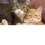 #CAT NATION