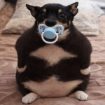 b u n i