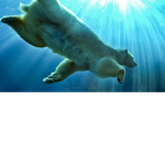 Polar bear pack