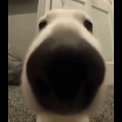dog Roblox decal