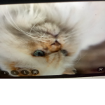 Im cat fan