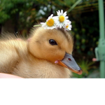 Flower Ducklings