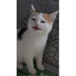 memes_hub