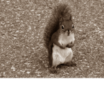 Excited Squirrel Media