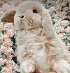 #Bunny Paradise