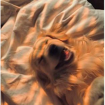 SunRizes
