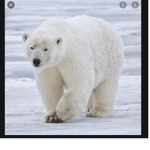 #POLAR BEAR SQUAD!