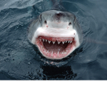 The Dangerous Shark Clan!