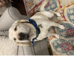 Lucy the dog