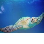 TURTLE CHIP GROUP