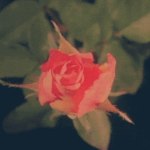 l’amour toujours