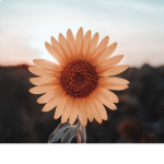 Royale Sunflower