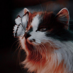 cats cats kats.